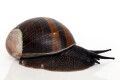 Helicophanta magnifica Madagascar adult, 90mm